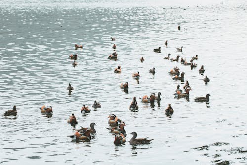 Darmowe zdjęcie z galerii z anatidae, fotografia ptaków, fotografia zwierzęcia