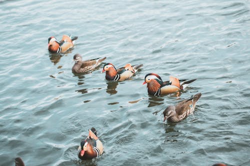Waterfowls on Body of Water
