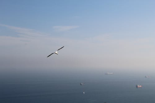 Free stock photo of seagull, seaview, ships