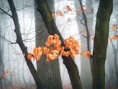 探索朦胧秋季森林的宁静之美，感受秋叶的活力与氛围的宁静