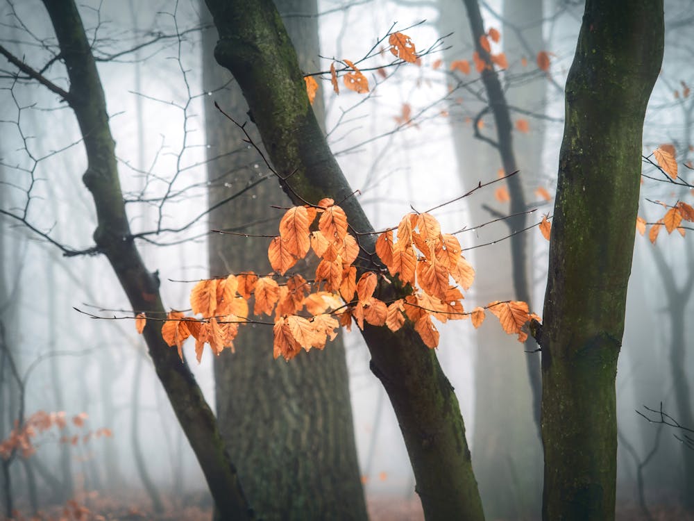 Fondo De Pantalla De árboles De Hojas Marrones