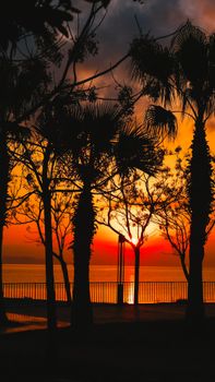 Stunning tropical sunset with palm trees silhouetted against vibrant sky.