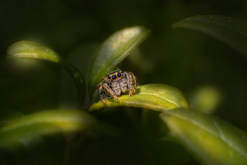 Free Detailed macro of a jumping spider perched on green leaves in natural lighting. Stock Photo