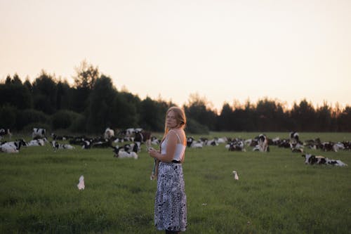 Darmowe zdjęcie z galerii z blond, bydło, czyste niebo