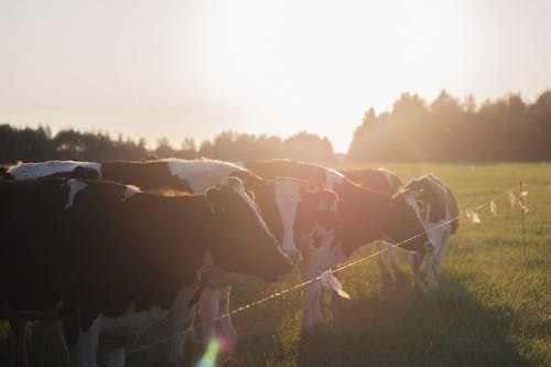Darmowe zdjęcie z galerii z bydło, krowy, linia