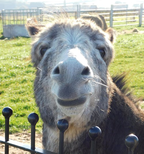 Free stock photo of donkey Stock Photo