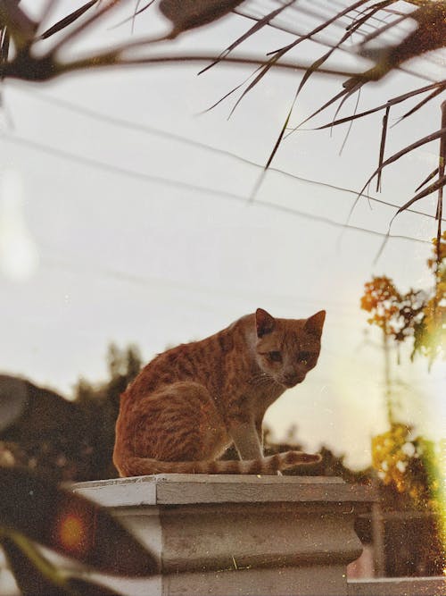 Con Mèo Màu Cam Tabby Trên White Concrete Post