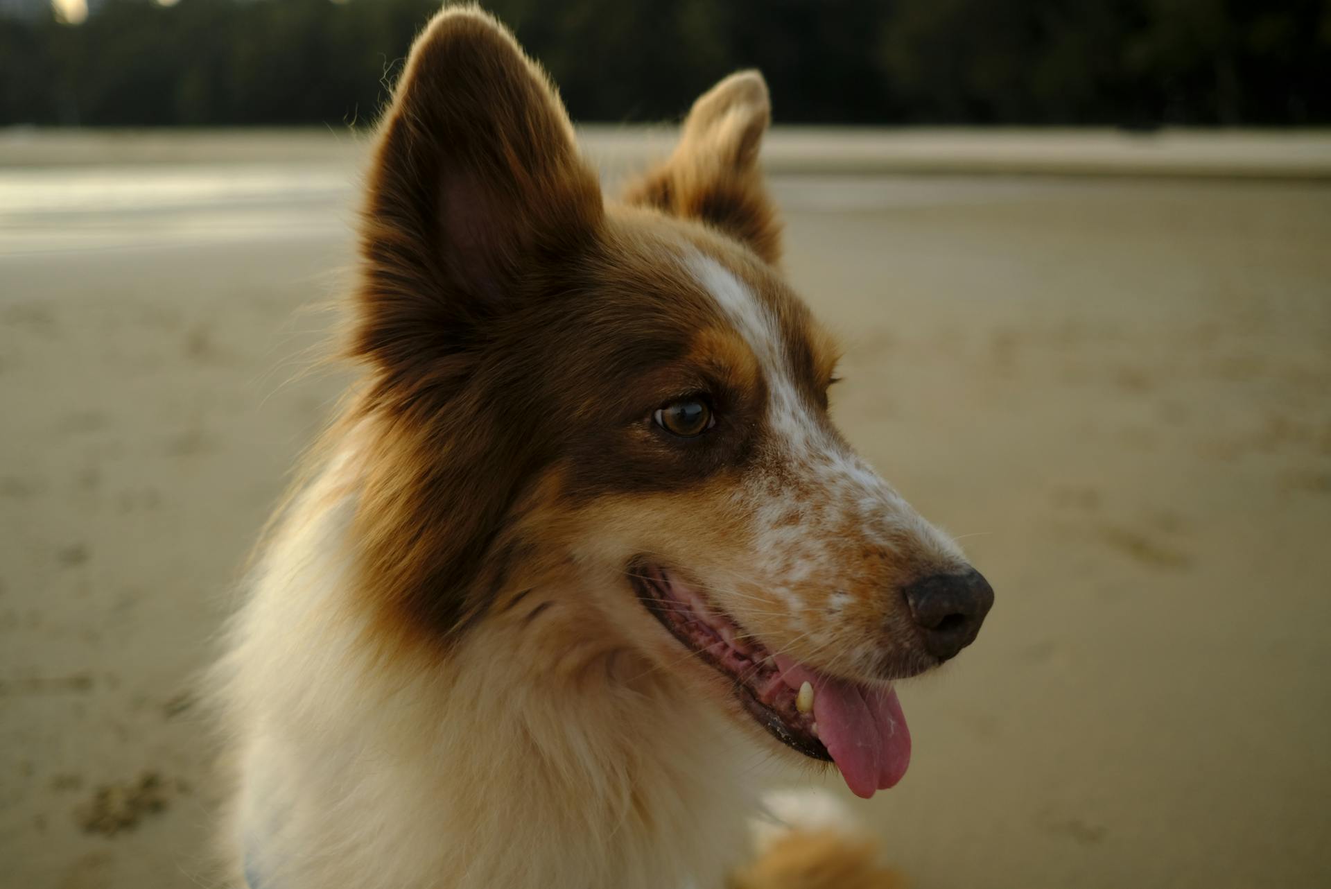 Een close-up van een Shetlandse herdershond