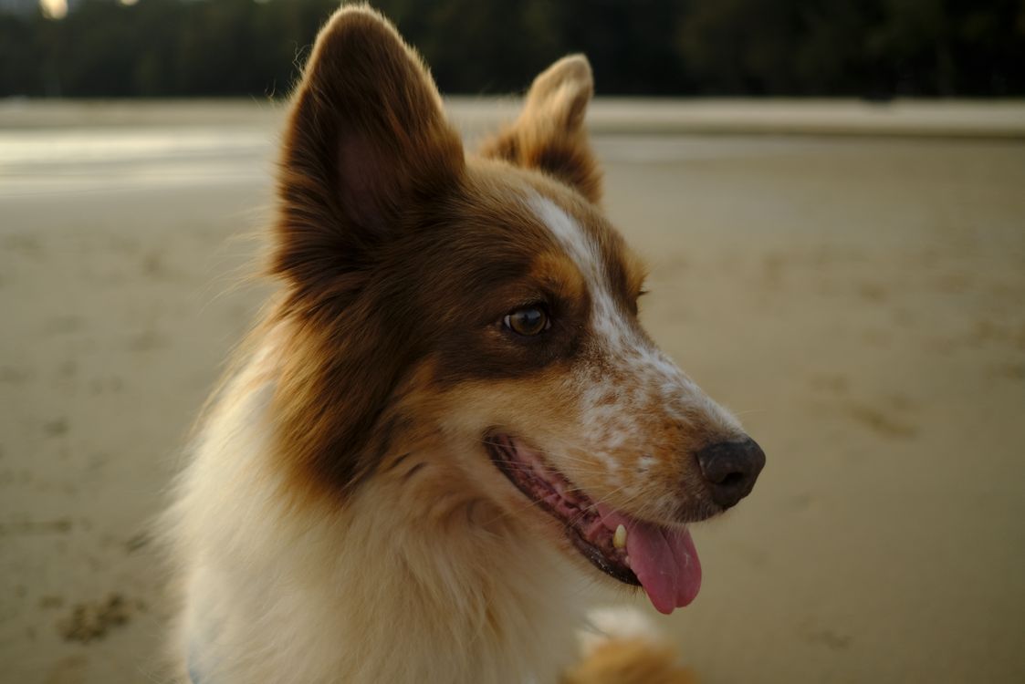 A Close-Up Shot of a Shetland Sheepdog · Free Stock Photo