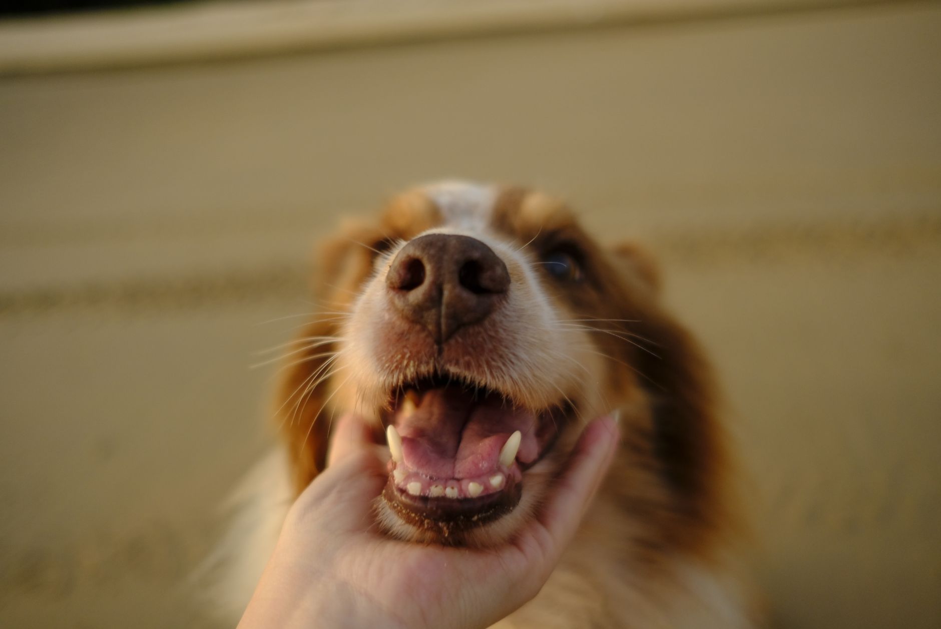 Adorable close-up of a dog being held under the chin, showcasing its joy and warmth.