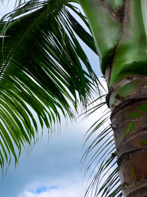 Free stock photo of beautiful nature, coconut, sky