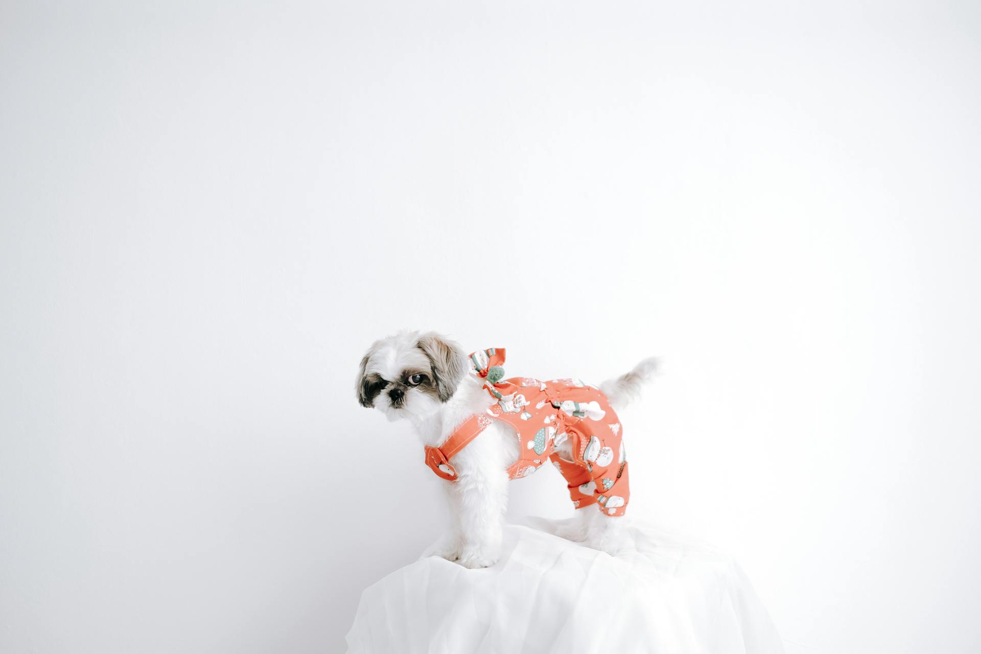 Photo d'un Shih Tzu avec des vêtements de chien