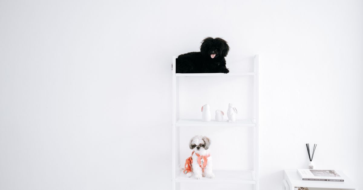 Top Tips for Enhancing Your Pet Zone Experience