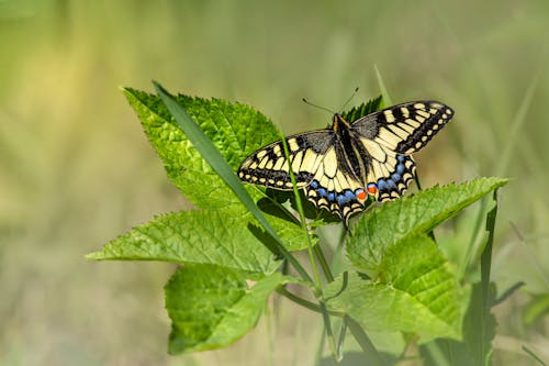 Black and Yellow Butterfly Perched on Green Leaf