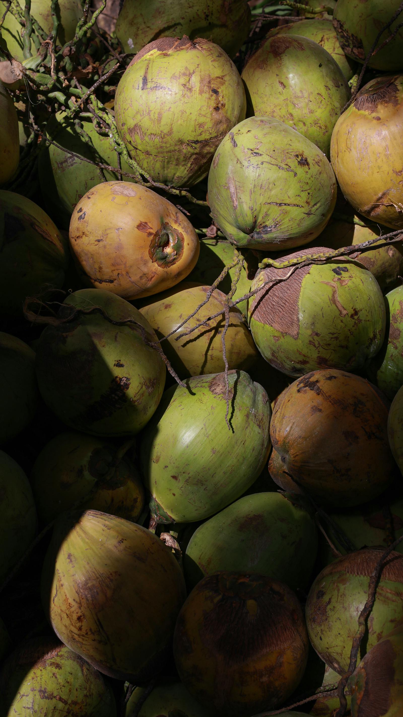 Brown Round Coconut Shells · Free Stock Photo