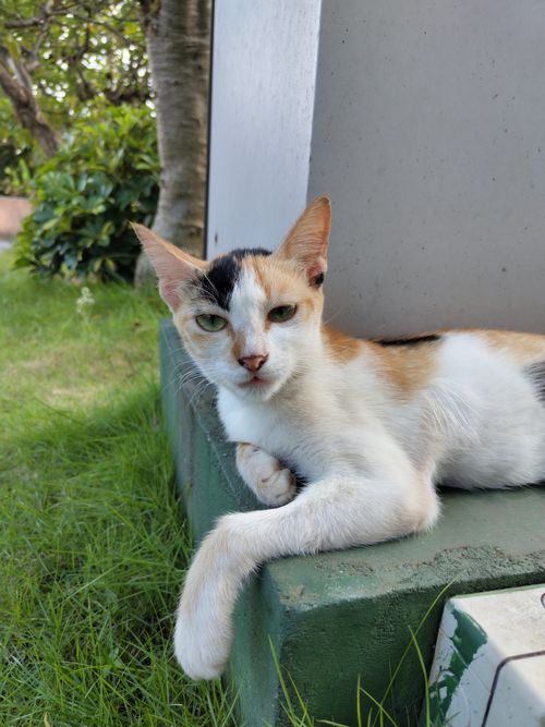 Free A calico cat lounging on a garden border, capturing a tranquil moment in Mangaluru. Stock Photo