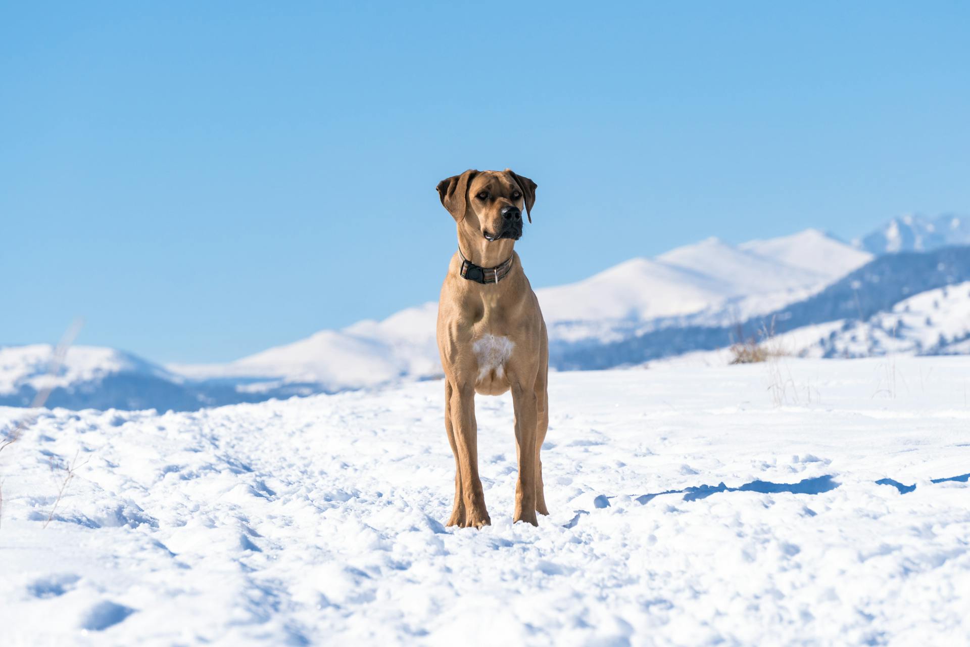 En rodesisk ridgeback som står i snö under klar, blå himmel