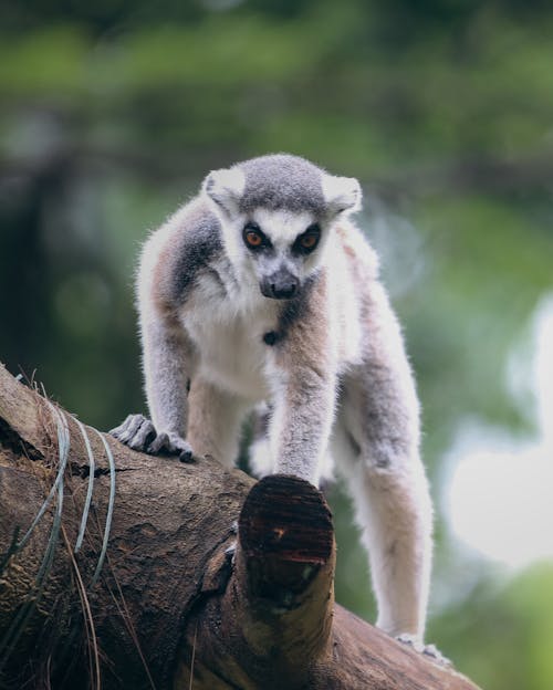 Foto d'estoc gratuïta de animal, fons de pantalla per al mòbil, lèmur