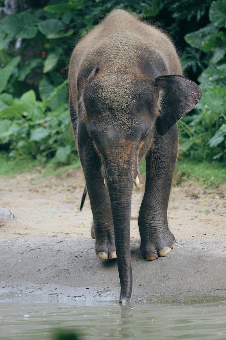 Elephant Drinking Water