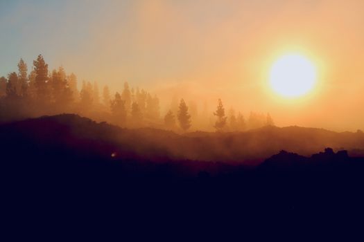 Serene forest sunrise over misty hills with silhouettes and sunlight.