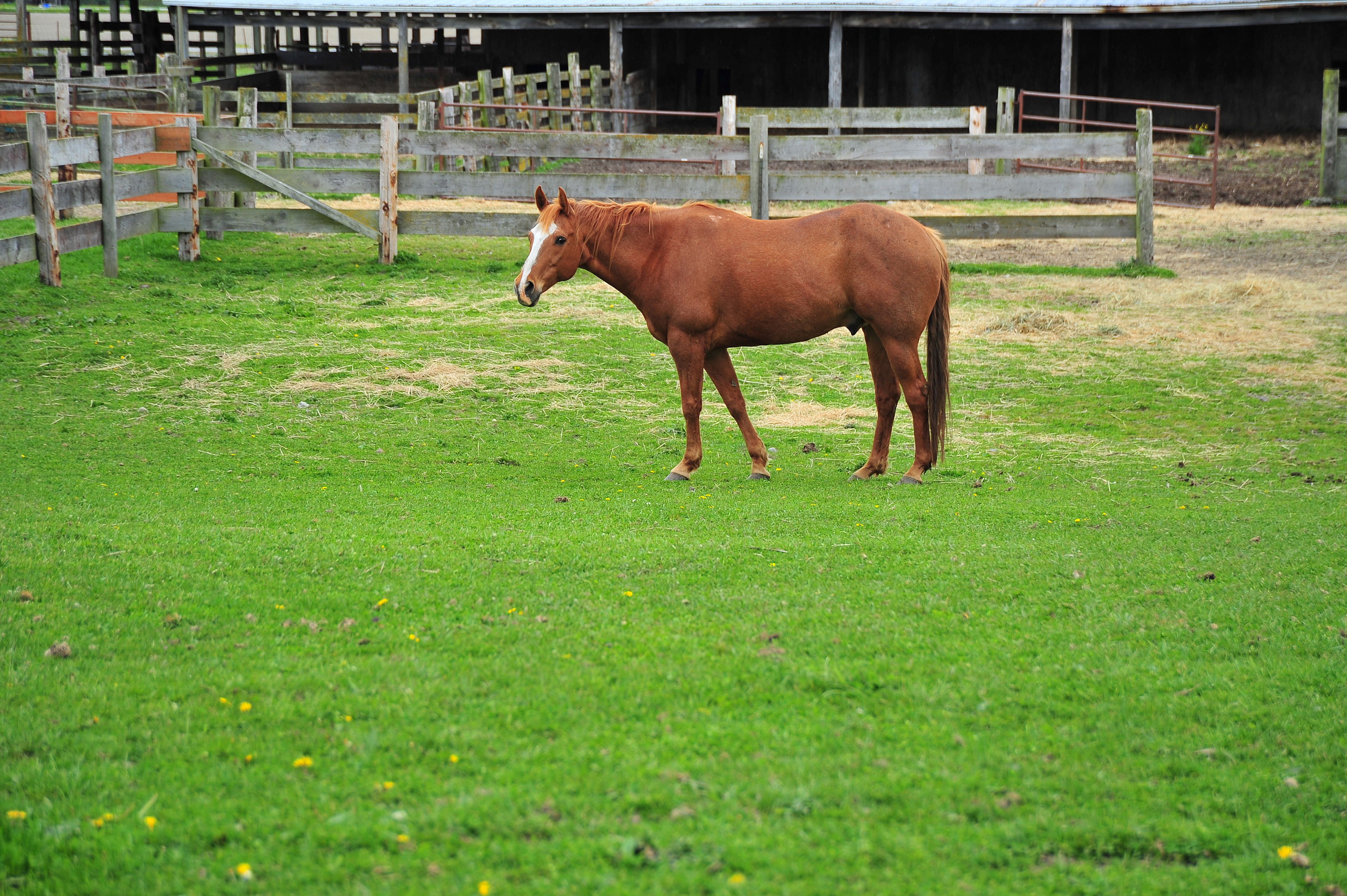 Brown Horse Standing on Green Grass Field · Free Stock Photo
