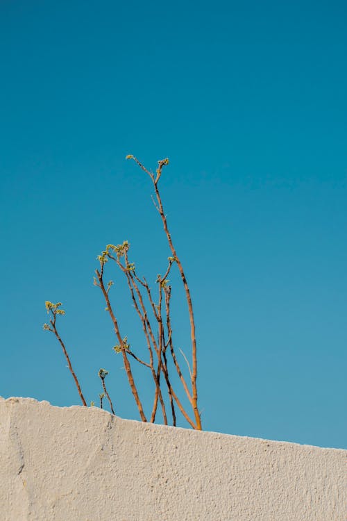 Close-up of Branches Sticking Out from Behind a Concrete Wall under Blue Sky