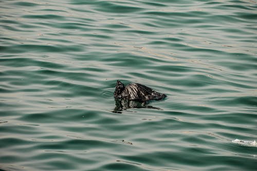 A Black Plastic Trash Bag Floating in the Water 