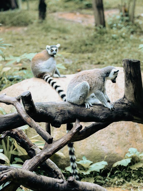 Photo of Lemur on Wooden Log