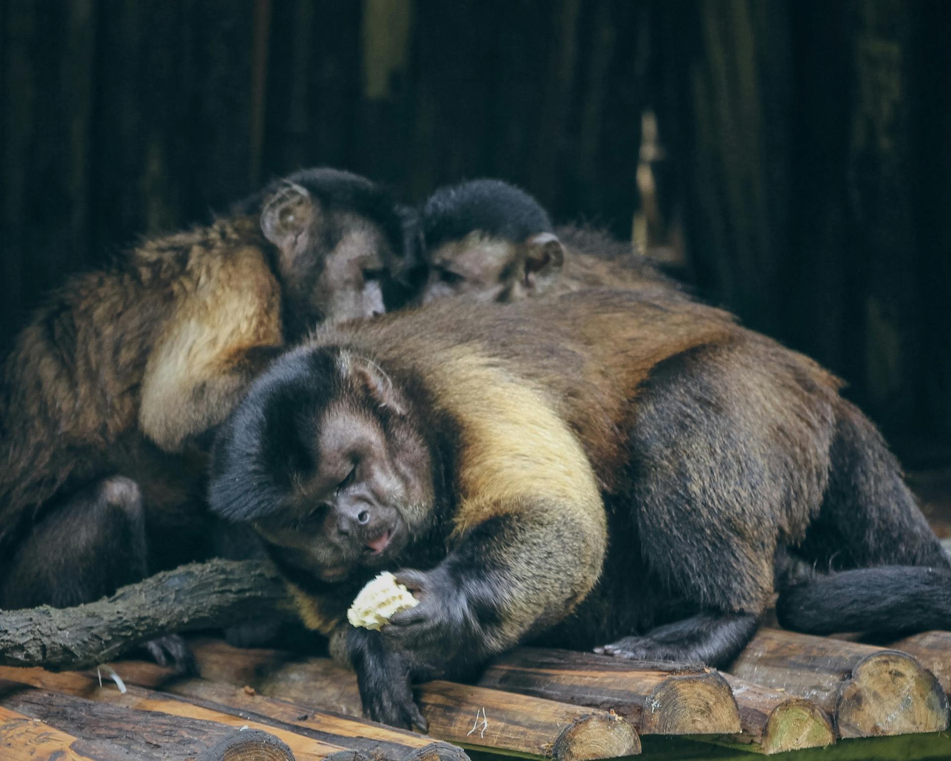 Three Capuchin monkeys relaxing on a wooden platform in a natural setting.