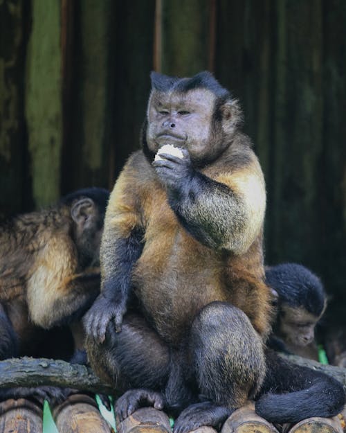 3.000+ melhores imagens de Macaco · Download 100% grátis · Fotos  profissionais do Pexels