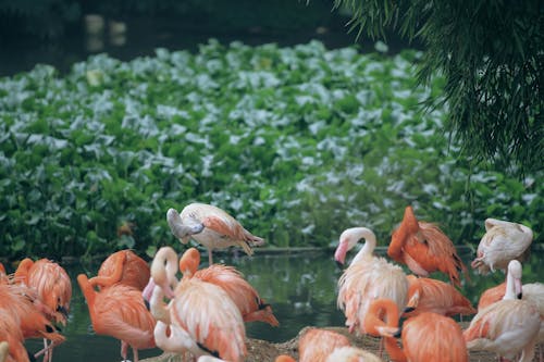 Gratis lagerfoto af chilensk flamingo, flamingoer, kraftværker