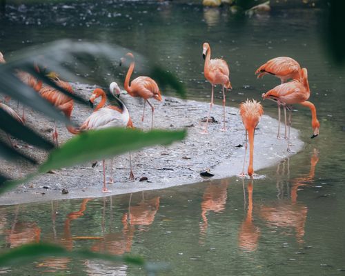Free Group of flamingos standing on a small island reflected in the calm water. Stock Photo