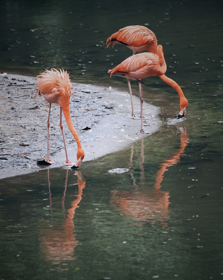 Close Up Of Flamingos