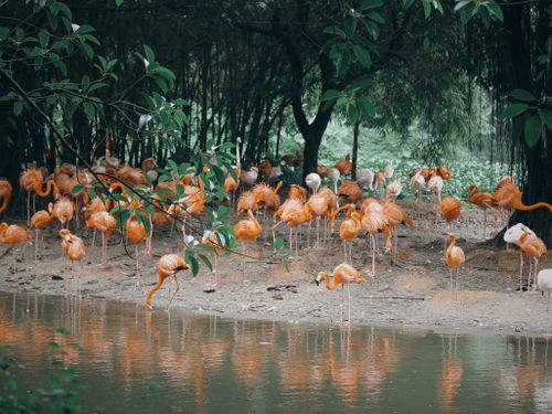 Free A group of vibrant flamingos wading by a serene pond surrounded by lush greenery. Stock Photo