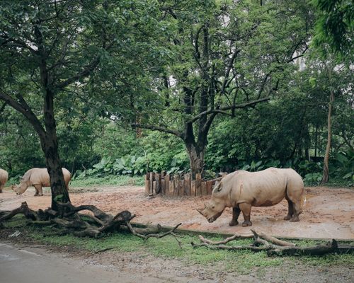 Free Rhinoceroses graze peacefully amidst lush greenery, epitomizing wildlife serenity. Stock Photo