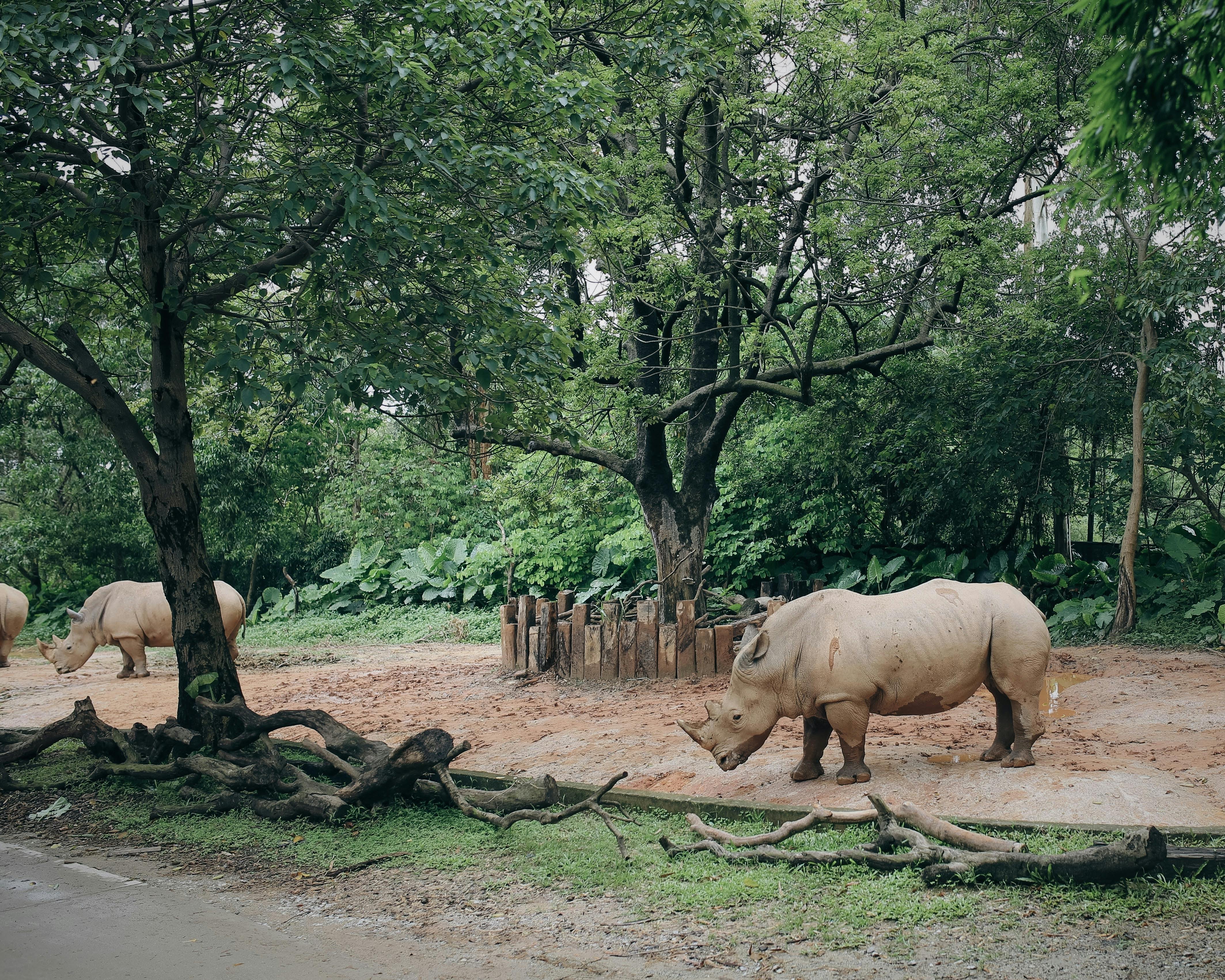 grátis Foto profissional grátis de @exterior, ameaçado de extinção, animais Foto profissional