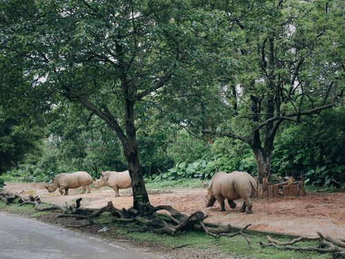 Free Group of rhinoceroses grazing under trees in a lush outdoor setting. Stock Photo