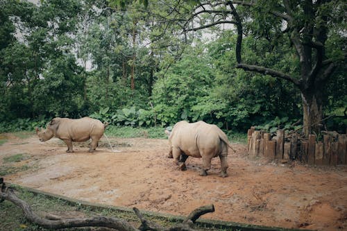 Δωρεάν στοκ φωτογραφιών με διατήρηση, ζώα, ζωολογικός κήπος