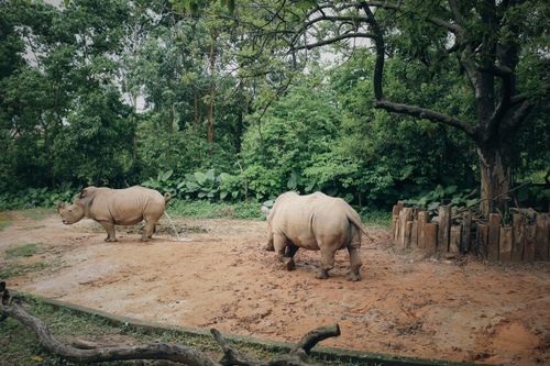 Free Two white rhinos in a lush, verdant reserve displaying natural behavior. Stock Photo