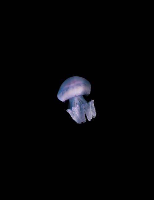 Clsoe-up of a Jellyfish 