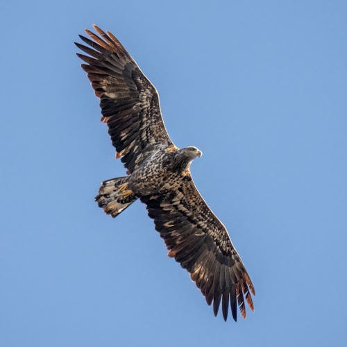 Foto d'estoc gratuïta de àguila calba, ales, au