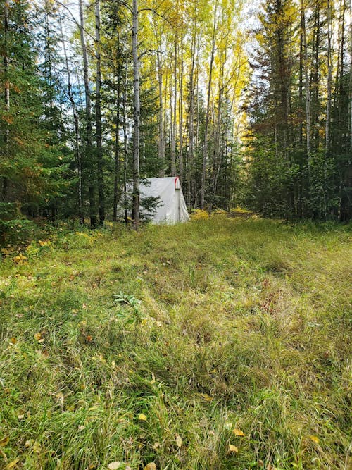 Tent Pitched in a Forest 