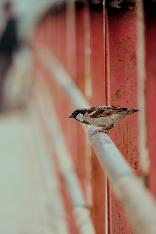 Close-up of a Sparrow Perching on a Fence 