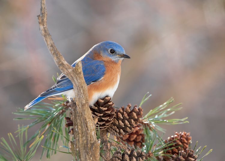 Eastern Bluebird In Close-up Shot