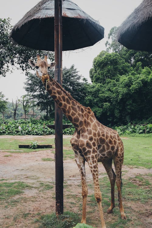 Foto d'estoc gratuïta de animal, fotografia d'animals, fotografia de la vida salvatge