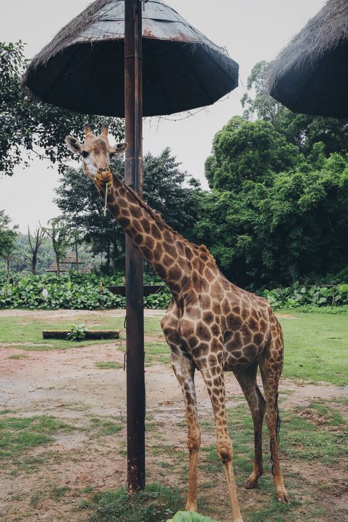 Free A majestic giraffe stands gracefully under a shaded thatched roof in a zoo setting. Stock Photo
