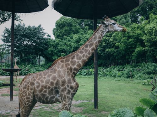 Free A majestic giraffe standing in a zoo habitat surrounded by greenery. Stock Photo
