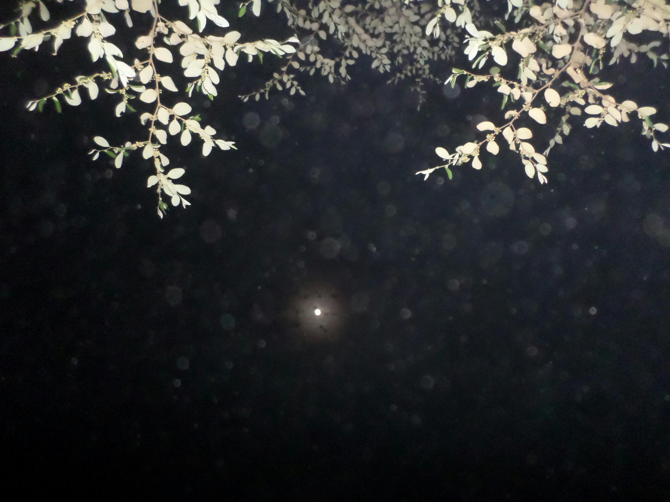 Free stock photo of full moon, moon with light, tree