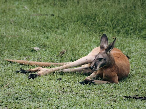 Gratis stockfoto met beest, buideldier, dieren in het wild