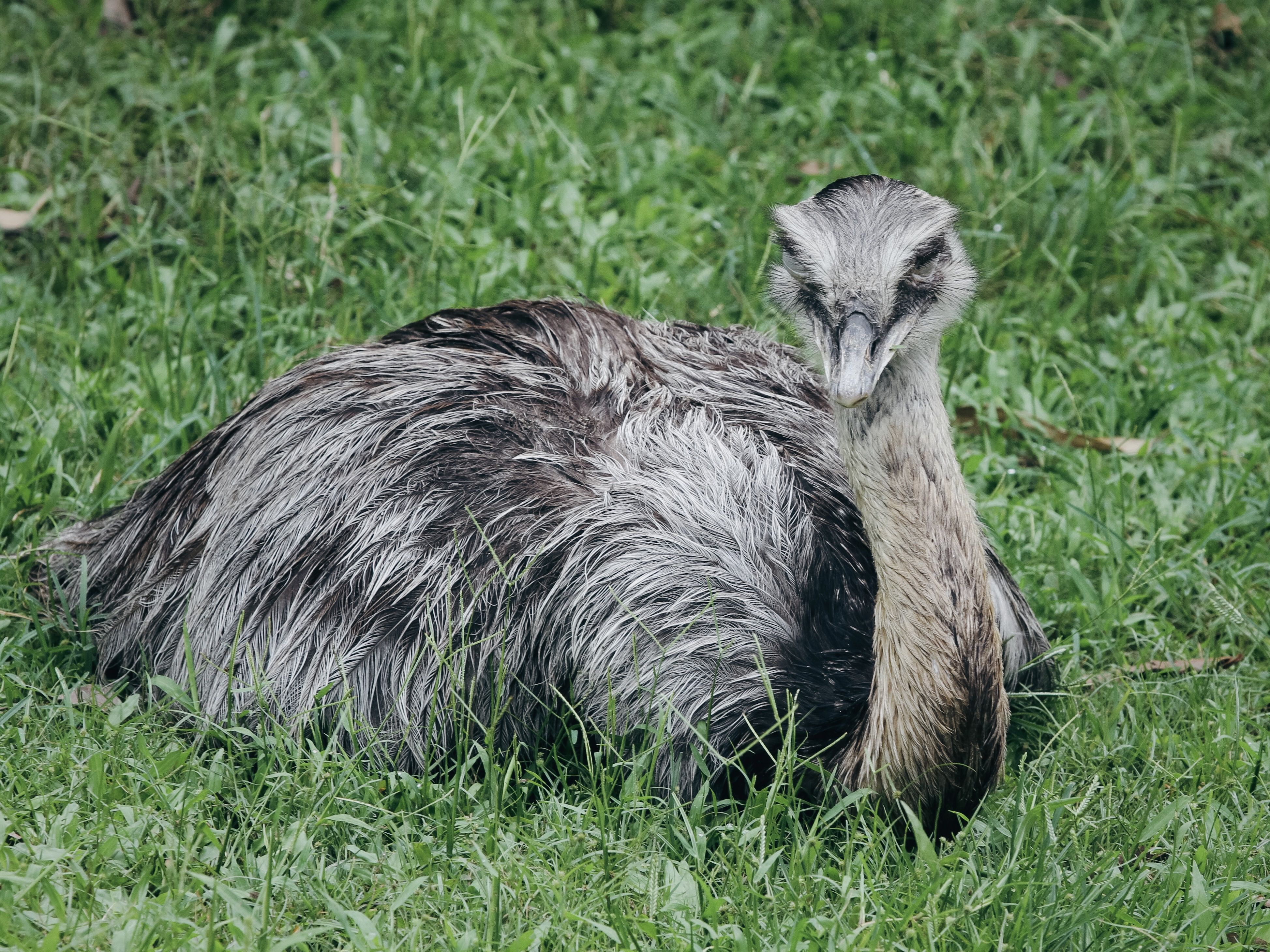 Nandu sitting on the grass, showcasing its natural habitat in an outdoor setting.